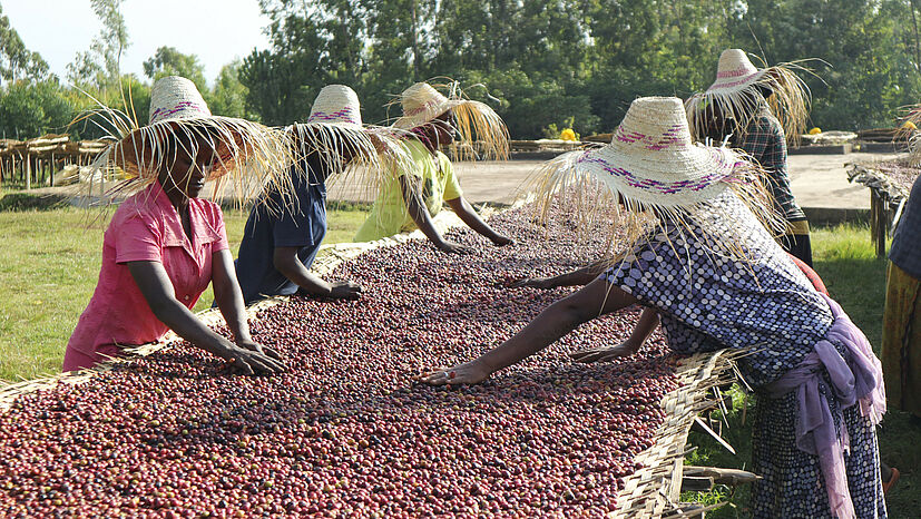 Den hochwertigen fairen Bio-Arabica für den X-Roast hat die GEPA unter anderem bei ihrem Kaffeepartner Sidama in Äthiopien eingekauft. | Foto: GEPA - The Fair Trade Company