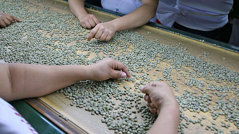 Im letzten Verarbeitungsschritt bis zum Rohkaffee werden fehlerhafte Bohnen von Hand sorgfältig ausgelesen.
