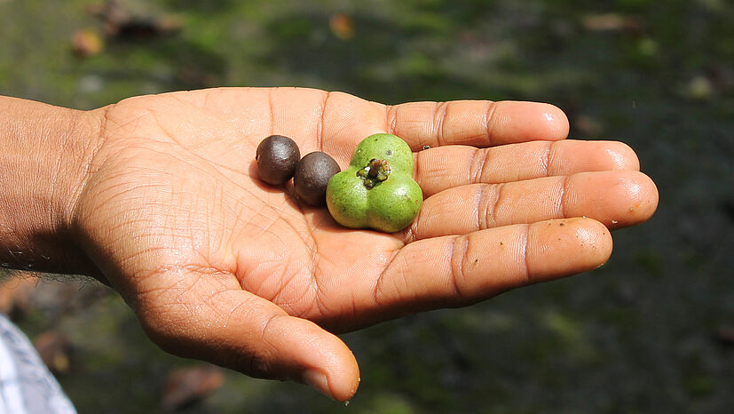 Wie Nüsse sehen die Früchte des Teebaumes aus. Essen kann man sie jedoch nicht.