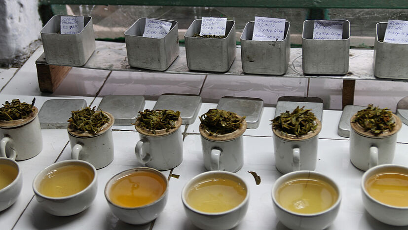 Es ist angerichtet: Durch tägliche "Teatastings" wird die Qualität des Bio-Tees gesichert.