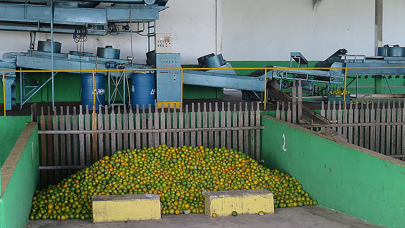 COOPEALNOR erhält für eine Tonne fair gehandeltes Orangensaftkonzentrat den aktuellen Weltmarktpreis plus eine Fairtrade-Prämie.