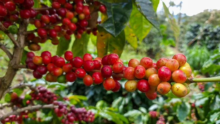 Nahaufnahme von roten Kaffeekirschen am Strauch