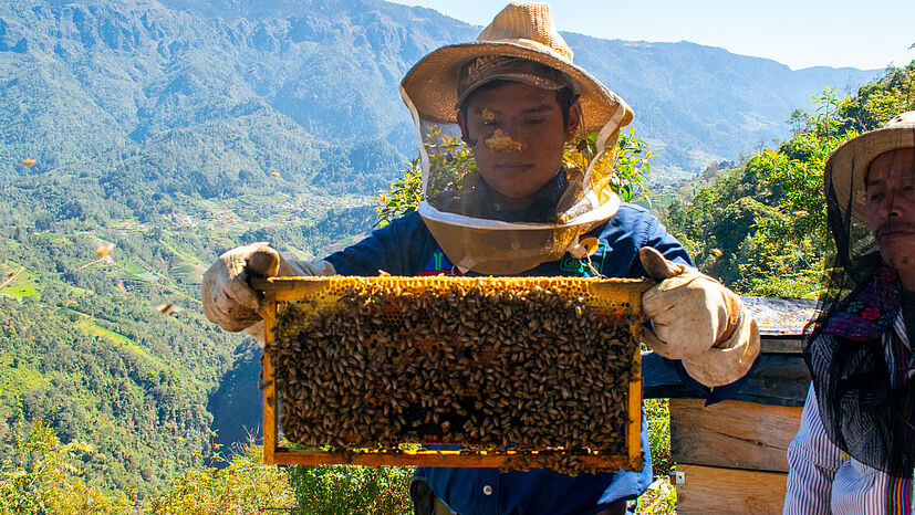 Zusätzlich zu den genutzten Smokern schützt die obligatorische Schutzkleidung die Imker vor Stichen.| Foto: GEPA – The Fair Trade Company / Nova TV Guatemala