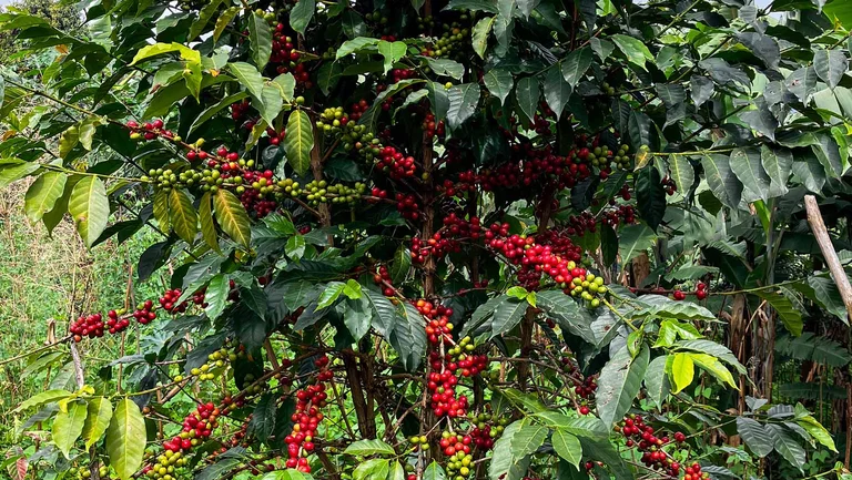 Viele rote und gr&uuml;ne Kaffeekirschen am Strauch