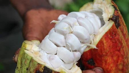 Nahaufnahme einer ge&ouml;ffneten Kakaoschote. Das wei&szlig;e Furchtfleisch tritt heraus.