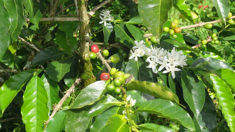 Kaffeekirschen und weiße Kaffeeblüten am Strauch.