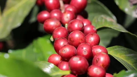 Nahaufnahme von roten Kaffeekirschen am Strauch