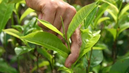 Nahaufnahme einer Hand, die Tee pflückt