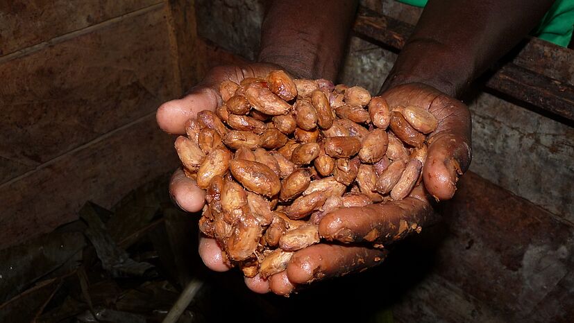 Kakao-Bohnen nach einem Tag in der Fermentationsbox. Insgesamt werden sie fünf bis sechs Tage fermentiert bevor sie getrocknet werden.