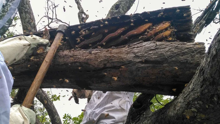 Bienenwaben werden mit Hilfe einer Axt von einem Baumstamm gelöst