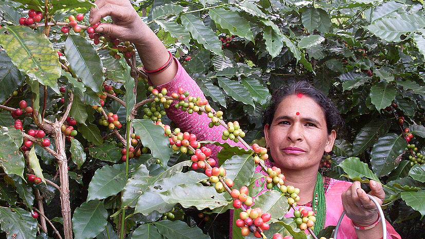 Die Kaffeeproduzentinnen und -produzenten bei CCU Lalitpur benötigen nun, da die Regenzeit angefangen hat, Zinkplatten für ihre Dächer.