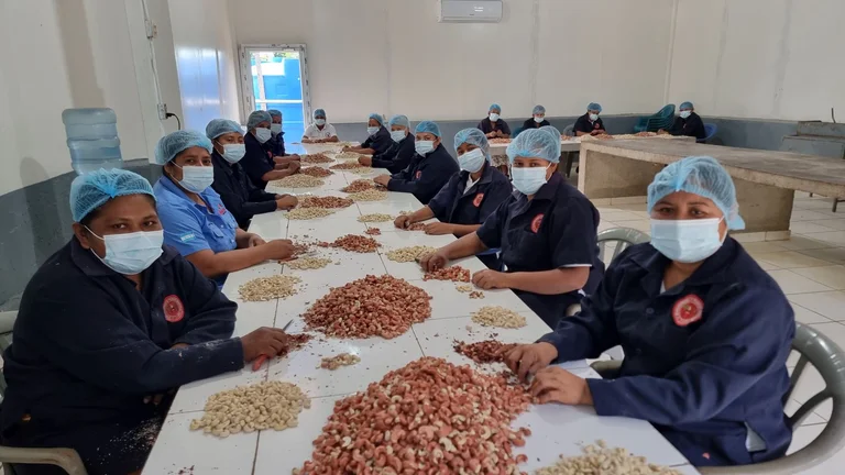 Frauen in Arbeitskitteln, mit Haarnetzen und Mundschutz sitzen um einen langen Tisch und bearbeiten N&uuml;sse mit Messern.