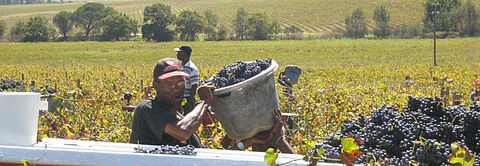 taz-Artikel zur „Weinernte in Südafrika“ vom 24.03.2023