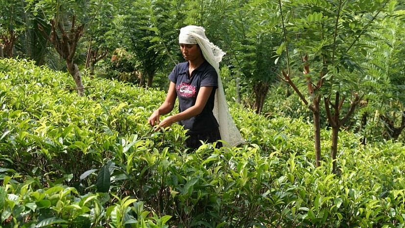 Weltweit erster Bio Tee: 1987 verkaufte die GEPA den ersten Bio-Tee aus Sri Lanka, in Kooperation mit dem Anbauverband Naturland.