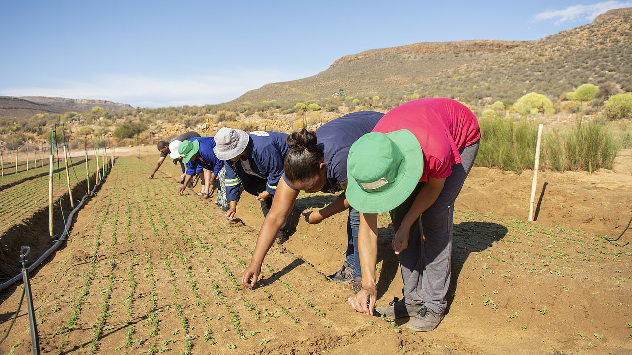 Eine Beratung bei WORC soll helfen, die Anbaumethoden von Rooibos an den Klimawandel in den Cedarbergen anzupassen. Vor allem sollten die Böden vor dem Austrocknen geschützt werden.