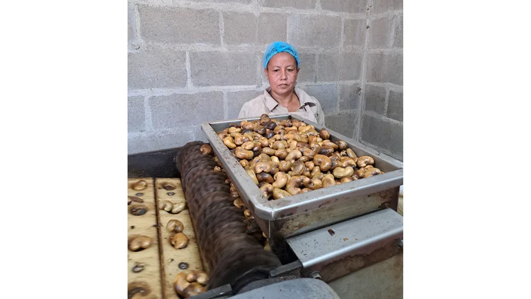 Arbeiterin bedient die Maschine zum Aufbrechen der Cashew N&uuml;sse