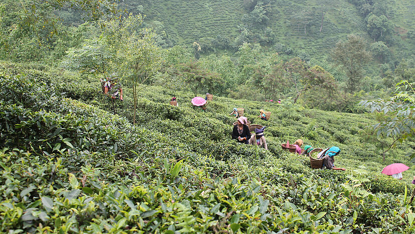 Im Teegarten sind die Frauen in Gruppen von etwa 20 Pflückerinnen organisiert.
