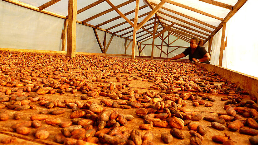 Den Kakao für unsere Bio Chocolat Vollmilch beziehen wir z. B. von der Genossenschaft CECAQ-11 auf São Tomé. Wir zahlen unseren Handelspartnern einen Preis, deutlich über Fairtrade-Standard und haben CECAQ-11 bei der Umstellung auf ökologischen Anbau unterstützt.