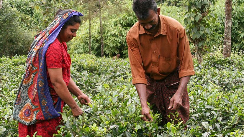 Valsamma und George Oomman, Teebauern bei The Small Farmers Project in Indien.