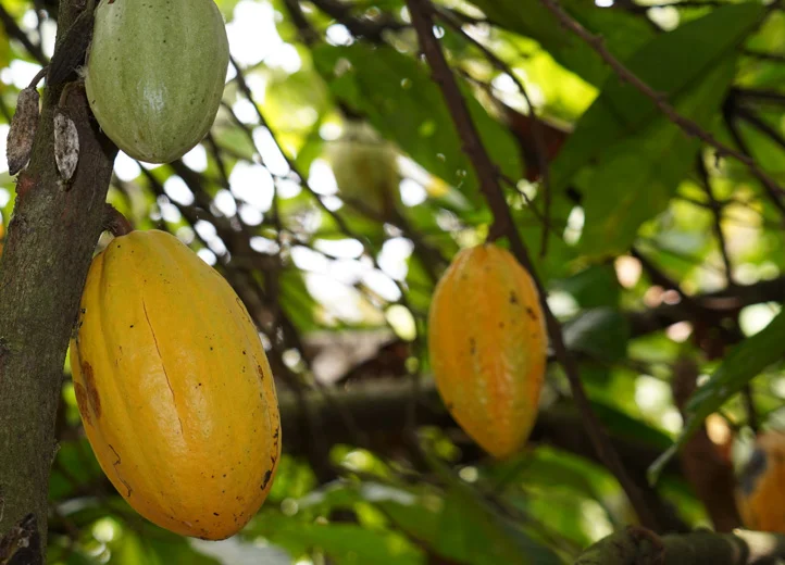 Gelbe Kakaofrüchte am Baum