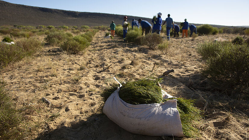 Rooibostee kommt mit den wenigen Niederschlägen der Halbwüste aus und verträgt die heißen Sommer in Südafrika relativ gut. Die extremen Bedingungen, die der Klimawandel hervorbringt, setzen aber auch dem Rooibos immer mehr zu.