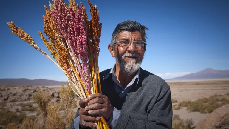 Älterer Mann auf einem weiten Feld in Bolivien. Er hält ein Bündel verschiedenfarbiger Quinoa-Zweige in der Hand.