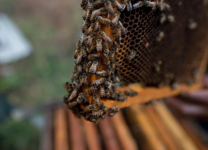 Nahaufnahme von Bienen an ihren Waben, die aus einem Bienenstock genommen wurden