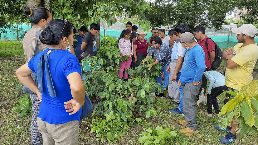 Eindruck vom Kaffee-Anbau beim GEPA-Partner ACPC Pichanaki in Peru. Schattenbäume halten den Boden feucht. So spart man Wasser. Das ist sehr wichtig, damit die Kaffeebäuer*innen trotz Klimawandel gute Ernten haben.