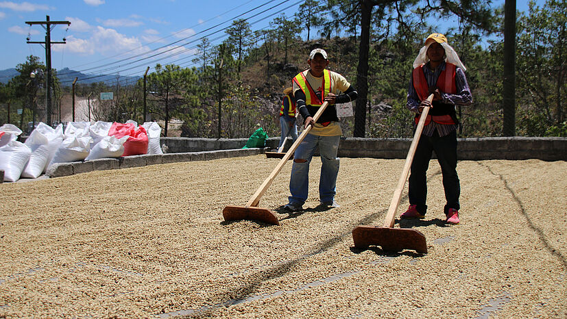 Draußen vor der Trockenverarbeitungsanlage trocknen die Kaffeekirschen 15 Tage an der Sonne. Mitarbeiter von RAOS bewegen sie immer wieder, damit sie gleichmäßig trocknen.