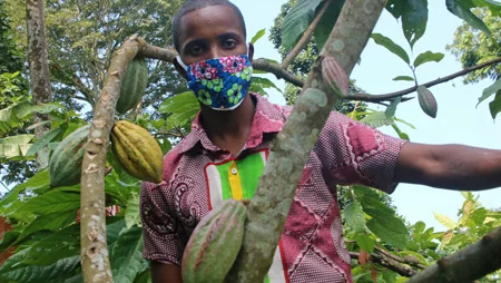 Mann mit Mundschutz zwischen den &Auml;sten eines Kakaobaums schaut in die Kamera.