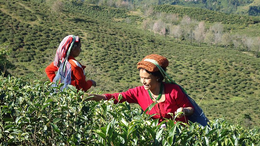 Pionierleistung: Gemeinsam mit TPI und Naturland haben wir einen der ersten Bio-Teegärten weltweit aufgebaut. Der Teegarten Samabeong war außerdem der erste Bio-Teegarten in Darjeeling.