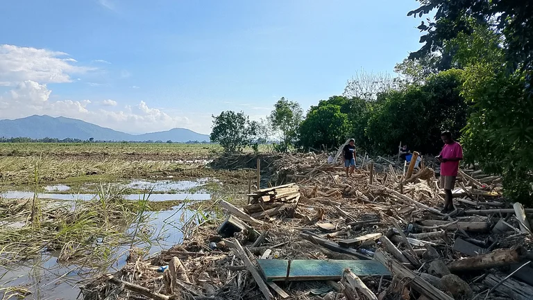 Personen an einem Feld stehen auf verstreuten Baumst&auml;mmen und Bambusstehlen, die gr&ouml;&szlig;tenteils abgebrochen sind.