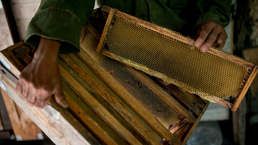 Imker Nicolás Pérez Pérez mit den Rahmen, die in die Bienenkisten eingehängt werden | Foto: GEPA – The Fair Trade Company / Rafael Solórzano, Mexiko