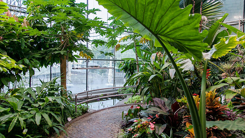 Einblick in das 10 Meter hohe Tropenhaus im Kölner Schokoladenmuseum | Foto: Engagement Global