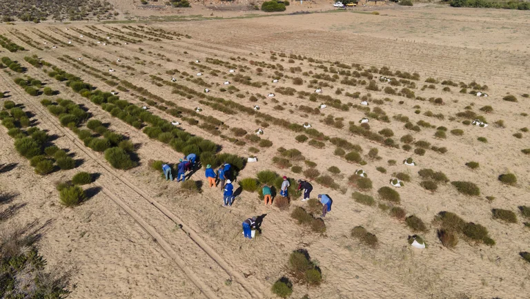 Rooibosfeld aus Vogelperspektive, die arbeitenden Menschen sehen klein aus.