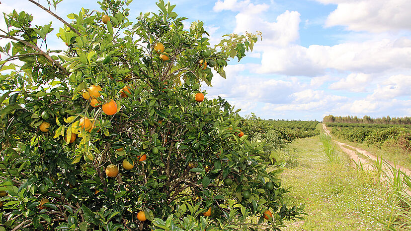 Die Zitrusfrüchte für unsere Limonaden kommen allesamt aus ökologischem Anbau und fairem Handel – wie diese Orangen von unserem Partner COOPEALNOR.