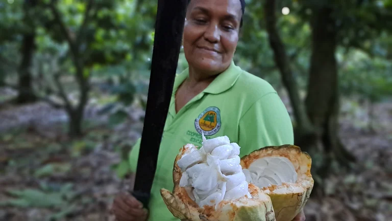 Una Productora abre un fruto de cacao con un machete.