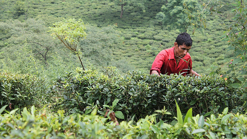 Auch außerhalb der Erntezeiten werden die Arbeiterinnen und Arbeiter beschäftigt. Dann kümmern sie sich um die Pflege der Teepflanzen.