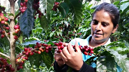 Kaffeeb&auml;uerin beim Pfl&uuml;cken von roten Kaffeekirschen in einer Kaffeepflanzung