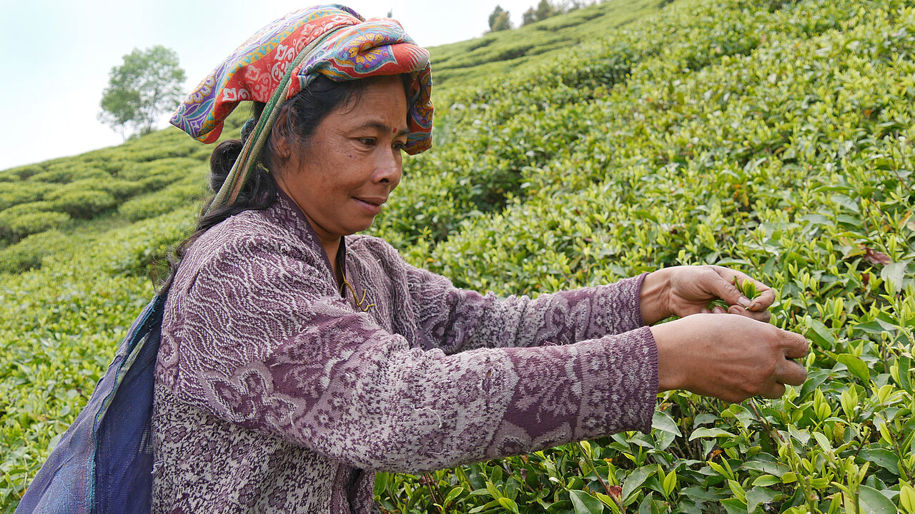 Teepflückerin bei TPI - von einer guten First Flush-Ernte hängt die Wirtschaft der Region Darjeeling ab. Bild aus Archiv.