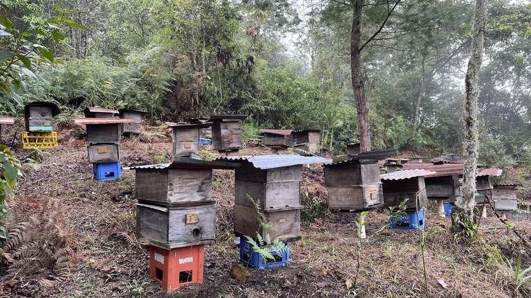 Ca. 15 Bienenstöcke an einem Hang in einem Wald