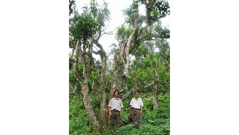 Größenverhältnisse: Mitglieder von Van Chan Organic Farmers mit altem Teebaum im Hintergrund.