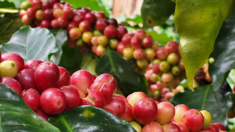 Kaffeekirschen am Strauch