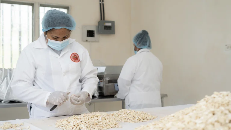 Frau mit Kittel, Haarnetz und Mundschutz steht an einem Tisch, auf dem eine Menge Cashewn&uuml;sse liegen. Sie schneidet eine mit einem kleinen Messer auf.