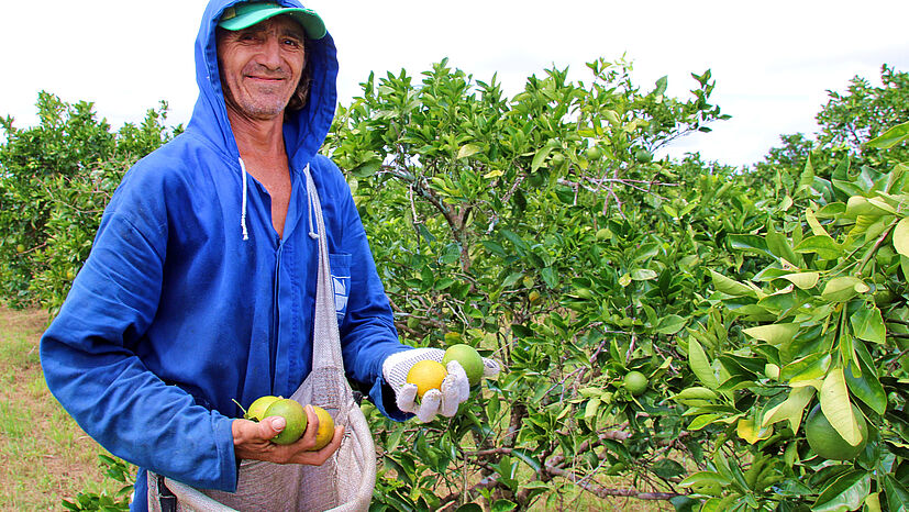 Orangenernte ist harte Arbeit. Bei COOPEALNOR kommen je nach Erntesaison lokal ansässige Pflücker wie Francisco Pedro de Oliveira oder auch Wanderarbeiter zum Einsatz. Manchmal helfen auch Nachbarn mit. Oliveira  und die anderen Pflücker, die in der Anbauregion von Rio Real wohnen, werden kostenlos zur Einsatzstelle kostenlosen gefahren. Der 53-Jährige wohnt mit Frau und vier Kindern auf einem eigenen kleinen Stück Land außerhalb. Er ist stolz darauf, Landarbeiter zu sein. Sein Sohn soll aber zur Schule gehen und lernen, meint Francisco Pedro de Oliveira. Eine Herausforderung für die Zukunft ist, dass auch Pflücker wie Francisco vom Fairen Handel profitieren können. Die GEPA ist deshalb im Gespräch mit COOPEALNOR.