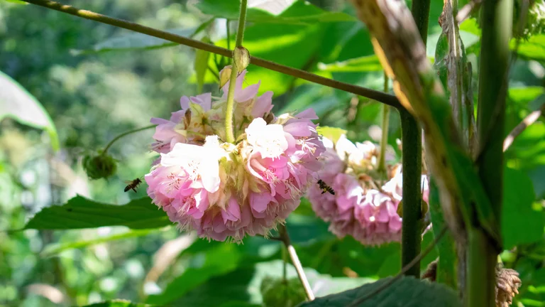 Nahaufnahme von rosa Blüten in einem sonnendurchfluteten Wald