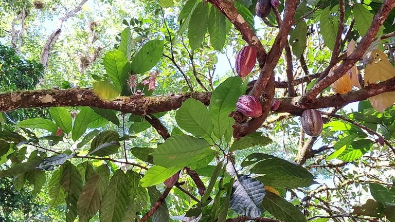 Blick nach oben auf Kakaoschoten, die noch am Kakaobaum h&auml;ngen