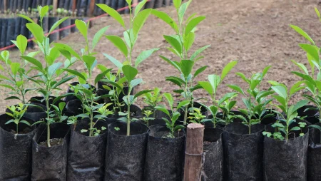Nahaufnahme von Baumsetzlingen in einer Reihe