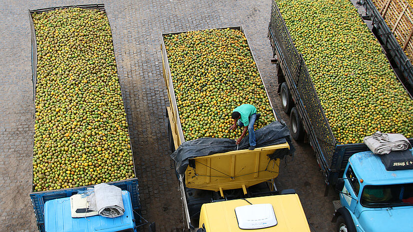 Der Weg der Orangen zum Verarbeiter Tropfruit beginnt in Rio Real – dort ist die Zentrale von COOPEALNOR: Per LKW werden die Orangen zur  Verarbeitungsanlage gebracht, wo an einem Tag nur die Orangen von COOPEALNOR zu Konzentrat verarbeitet werden.