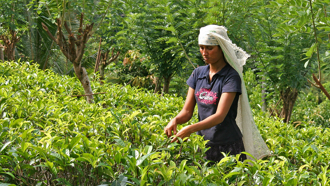 Sumthra Ranosinghe vom GEPA-Partner SOFA in Sri Lanka baut nicht nur Biotee für den Export an, sondern auch Obst, Gemüse und Gewürze für Ihre Familie und Ihren eigenen kleinen Laden.